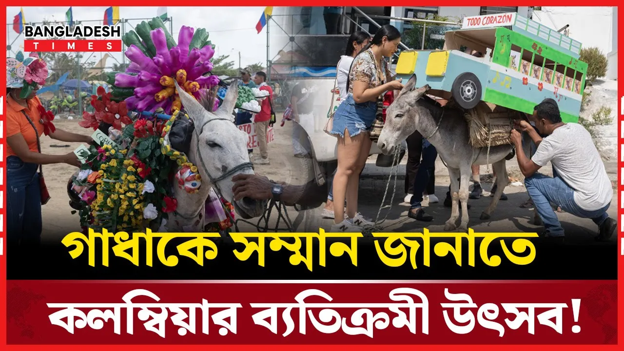 গাধাকে সম্মান জানাতে কলম্বিয়ায় আয়োজিত হল প্রতিযোগিতা