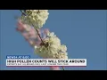 Its allergy season