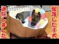 Download Lagu 【保護犬　子犬】保護した子犬退院しました＋おまけコーナー