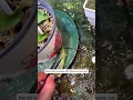 Praying mantis infected horsehair worms