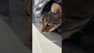 Day 59 living on a sailboat. Saying goodbye to Naples!