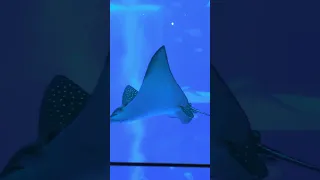 Https Youtu Be B65Gi1d4vHc Si 1d0c4CzRRgXzM1FN 