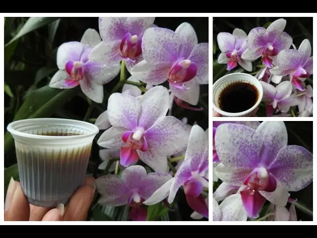 COLOQUE CAFÉ NAS SUAS ORQUÍDEAS E VEJA QUE INCRÍVEL!!