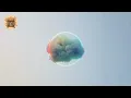 I Forgive You - Sia (Lyric video)