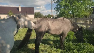 Выводим белого жеребца для некоторых кобыл 