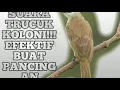 Download Lagu Suara trucuk koloni efektif buat pancingan