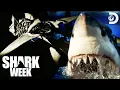 How BIG Were Megalodon Sharks Shark Week Discovery