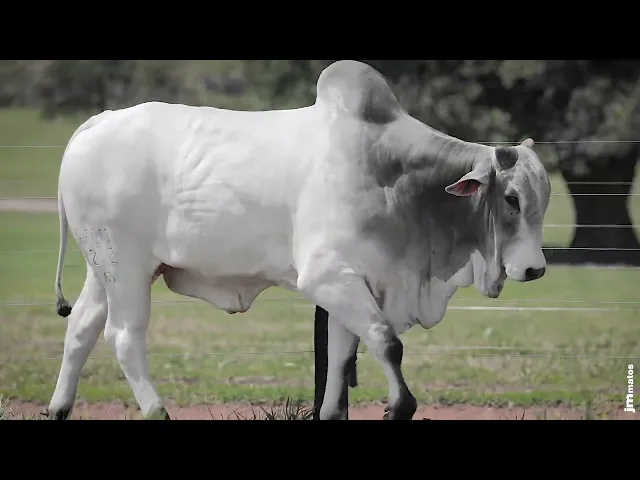 Touro Nelore AFOM - 5212