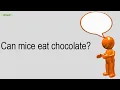 Can Mice Eat Chocolate
