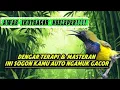 MASTERAN SOGON GACOR!!!!BIKIN SOGON MALAS BUNYI LANGSUNG NYAUT