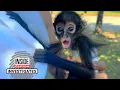 Preview Investigation Finds Spider Monkeys For Sale