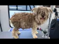 Everyone Thought This Shelter Dog Was Pregnant Then We Saw the Ultrasound
