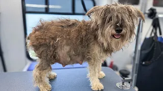 Everyone Thought This Shelter Dog Was Pregnant..Then We Saw the Ultrasound