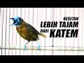 Download Lagu MASTERAN TEPUS KEPALA ABU GACOR