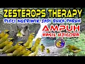 Download Lagu Terapi Pleci agar cepat ngeriwik cepat BUKA PARUH || Zesterops Therapy #terapipleci