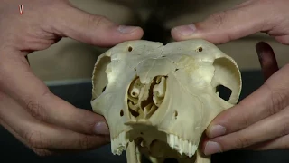 Zoologia dos Vertebrados – Aula 14 – Mamíferos