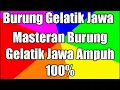 Lagu Masteran suara burung Gelatik jawa gacor ampuh 100% - suara burung masteran terlengkap !!