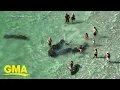 Tourists caught harassing manatees in Florida l GMA