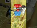 Download Lagu ciblek semi gacor abis#sorts #burung#kicaumania #kicaumanianusantara #burungkicau #birds#viralvideo