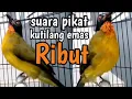 Download Lagu suara pikat kutilang emas ribut