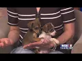 Pets Without Partners - 25