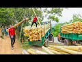Download Lagu REWIND TIMELAPSE – Cast Nets to Harvest Giant Fish, Use Truck Transport 100kg Fish Go to Market Sell