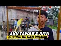 Download Lagu MAHAL-MAHAL KENARI KECIL SEKARANG‼️JANGAN KAGET MAIN KE GANTANGAN KENARI SE SERU INI