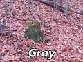 GRAY as Family Name Meaning and Origin