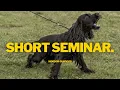 REACTIVE DOGS Why It Happens What To Do