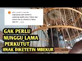 Download Lagu Tips cara perkutut jinak gampang nurut di ceteti mbekur mbekur buka ekor