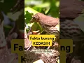 Download Lagu Suara Burung Kedasih: Pertanda Kematian atau Sekadar Mitos #faktaunik #feedshorts #videoshort