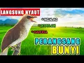 Download Lagu PERANGSANG BUNYI burung TRUCUKAN pancingan burung trucuk biar bunyi gacor