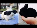 Funniest Rabbit s Ever Part 2
