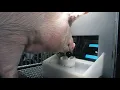Pigs Can Be Trained To Play Games With Their Snouts Study Reveals
