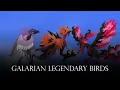 Lagu Battle! Galarian Legendary Birds - Remix Cover (Pokémon Sword and Shield)