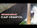 Cap jempol‼️lebah penghuni pohon tua di kebun sawit#bee #honney #panenmadu