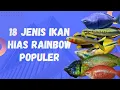 Download Lagu 18 Jenis Ikan Hias Rainbow Populer