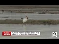 Runoff to bring more birds and habitat for migratory refuge