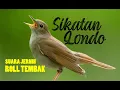 Download Lagu SIKATAN LONDO || Masteran Murai Batu (Audio)