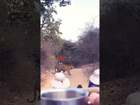 Tiger के Gusse से Bache Bikers 😱