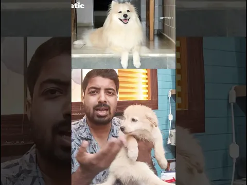 कुछ रिश्ते चालाकी से नहीं, दिल से निभाए जाते हैं. #doglovers  #Emotional #Relationship  #LifeQuotes
