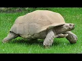 Download Lagu Tortoise Sound Effects And Video Compilation