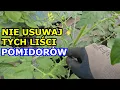 Download Lagu NIE USUWAJ tych LIŚCI POMIDORÓW - Usuń je jako OSTATNIE. Usuwanie Ogonków liściowych Pomidora Uprawa