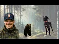 Download Lagu Försäsongsträning för blivande björnhund – spår, permobjörn \u0026 vildsvin! 🐻🔥