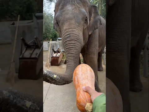 Giant Pumpkin Surprise 😱 #shortvideo