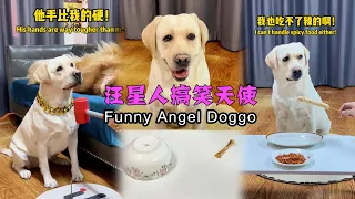 汪星人搞笑天使 Funny Angel Doggo#搞笑汪驾到 #萌寵 #寵物 #搞笑 #拉布拉多 #doglover #Labrador #labrado #dog #pets #cute