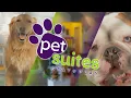 Business Avenue PetSuites