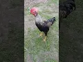 Download Lagu #chicken CHICKEN song #dakanlar SHAMO #shamo DAKAN #dakan #shamoeropa #дакан #шамо #shamochicken