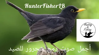 صوت الشحرور ثلاث أصوات للصيد Commun Blackbird Hunting Sound Turdus Merula 