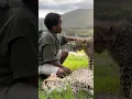 Download Lagu Would You Pet a Cheetah in Africa?